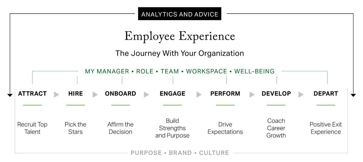 Flow chart detailing the seven stages of the employee experience or the journey an employee takes with an organization. Stage 1 is Attract: recruit top talent. Stage 2 is Hire: pick the stars. Stage 3 is Onboard: affirm the decision. Stage 4 is Engage: build strengths and purpose. Stage 5 is Perform: drive expectations. Stage 6 is Develop: coach career growth. Stage 7 is Depart: positive exit experience.