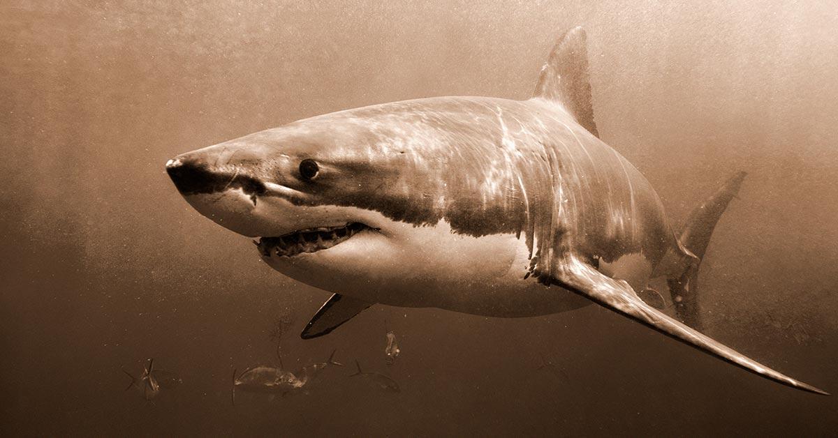1975 Jaws Film Achieves Iconic Blockbuster Status Nationwide