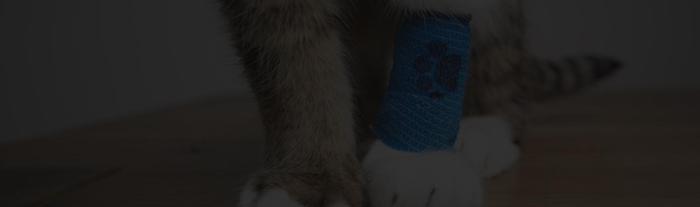 PetSmart Charities > Research Hub > Top Card > Pre-Gate & Post-Gate